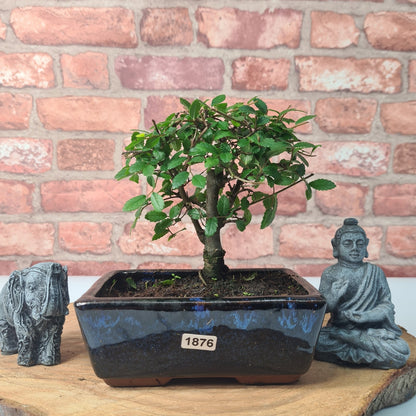 Chinese Elm Bonsai Tree - Bonsai Ulmus Parvifolia In 15cm Pot