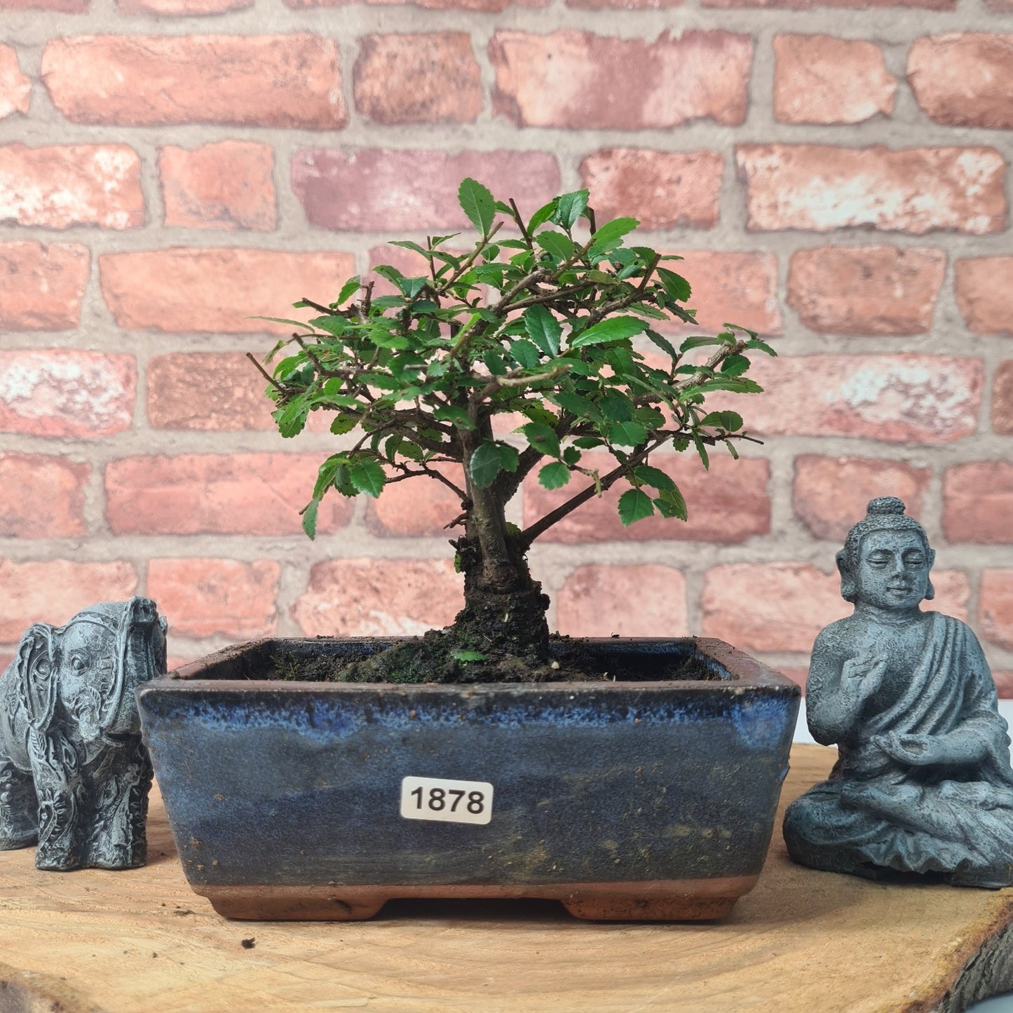 Chinese Elm Bonsai Tree - Bonsai Ulmus Parvifolia In 15cm Pot