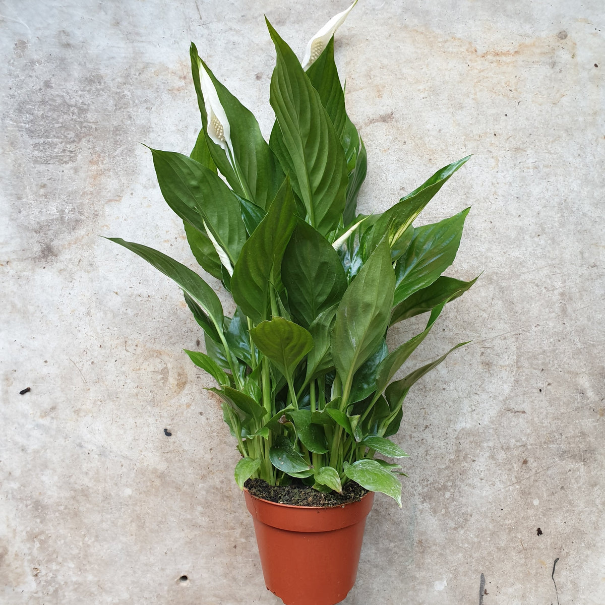 Spathiphyllum 'Pearl Cupido' (Peace Lily)