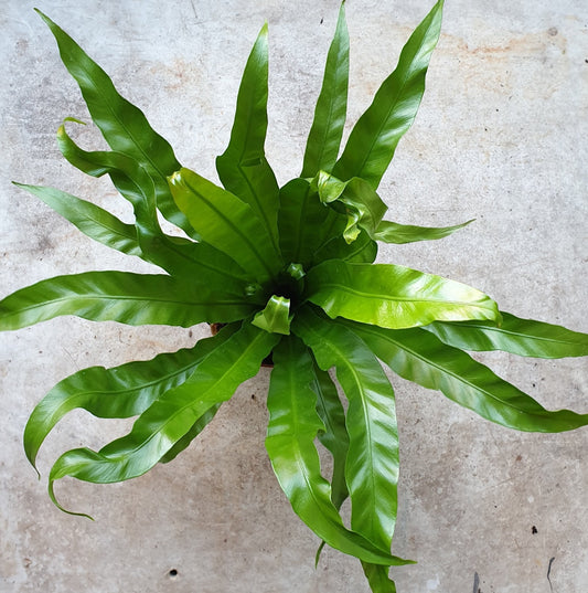 Asplenium Antiquum Houseplant - Birds Nest Fern Plant
