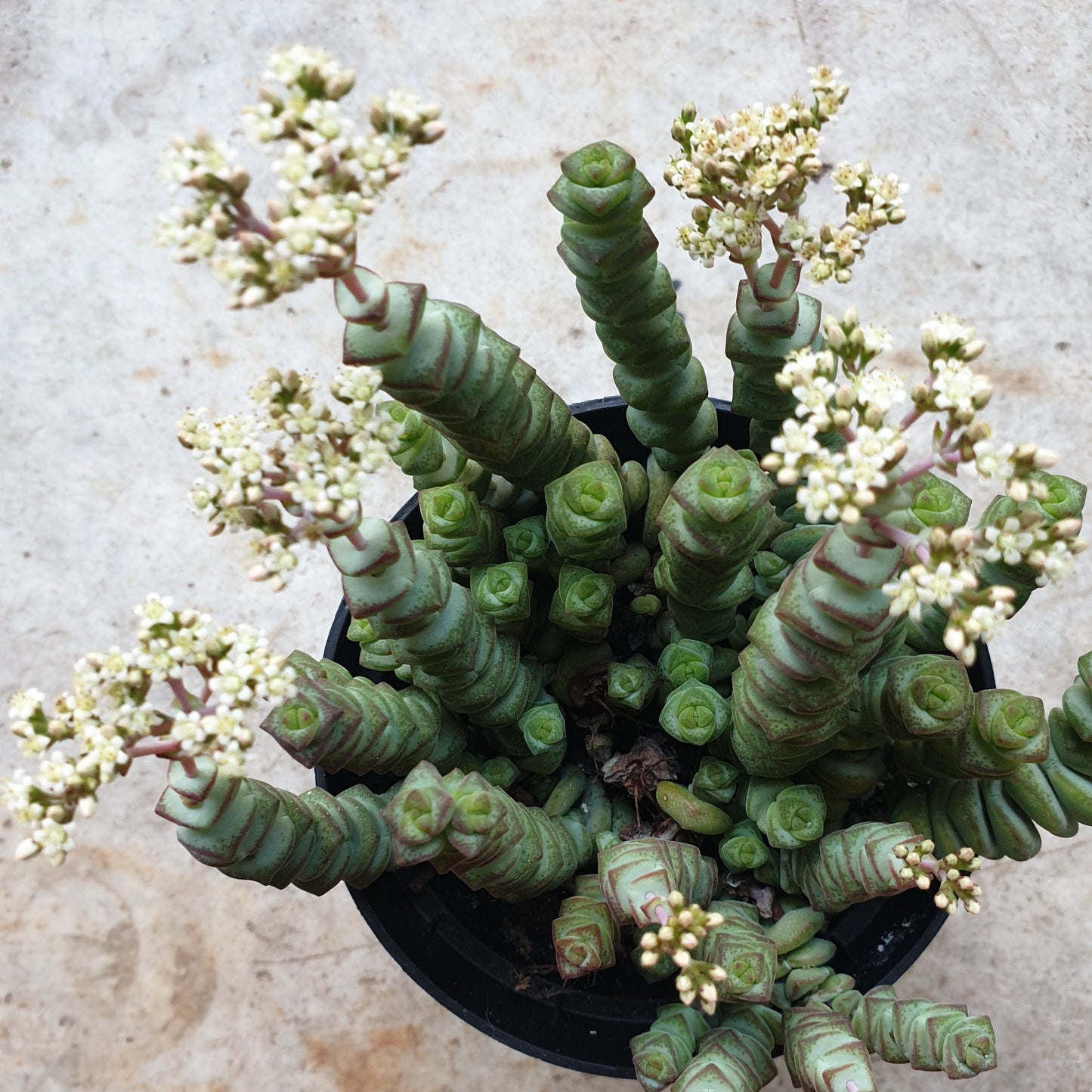 Crassula marnieriana (Jade Necklace)