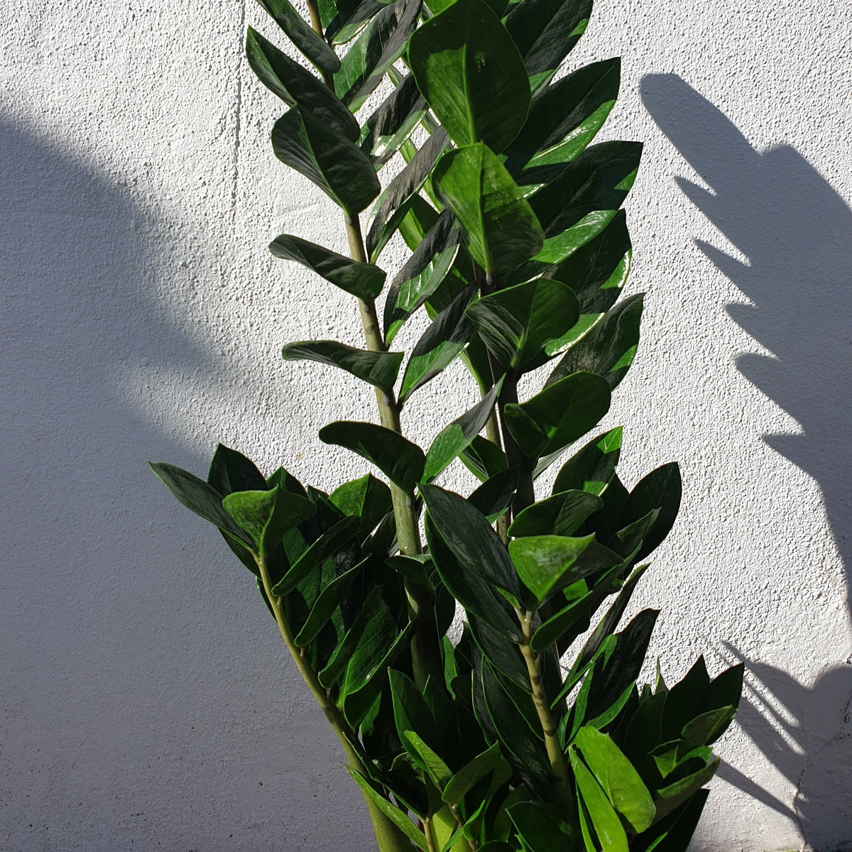Zamioculcas zamiifolia (ZZ Plant)