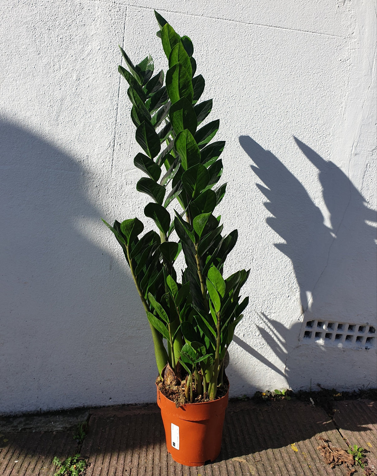 Zamioculcas zamiifolia (ZZ Plant)