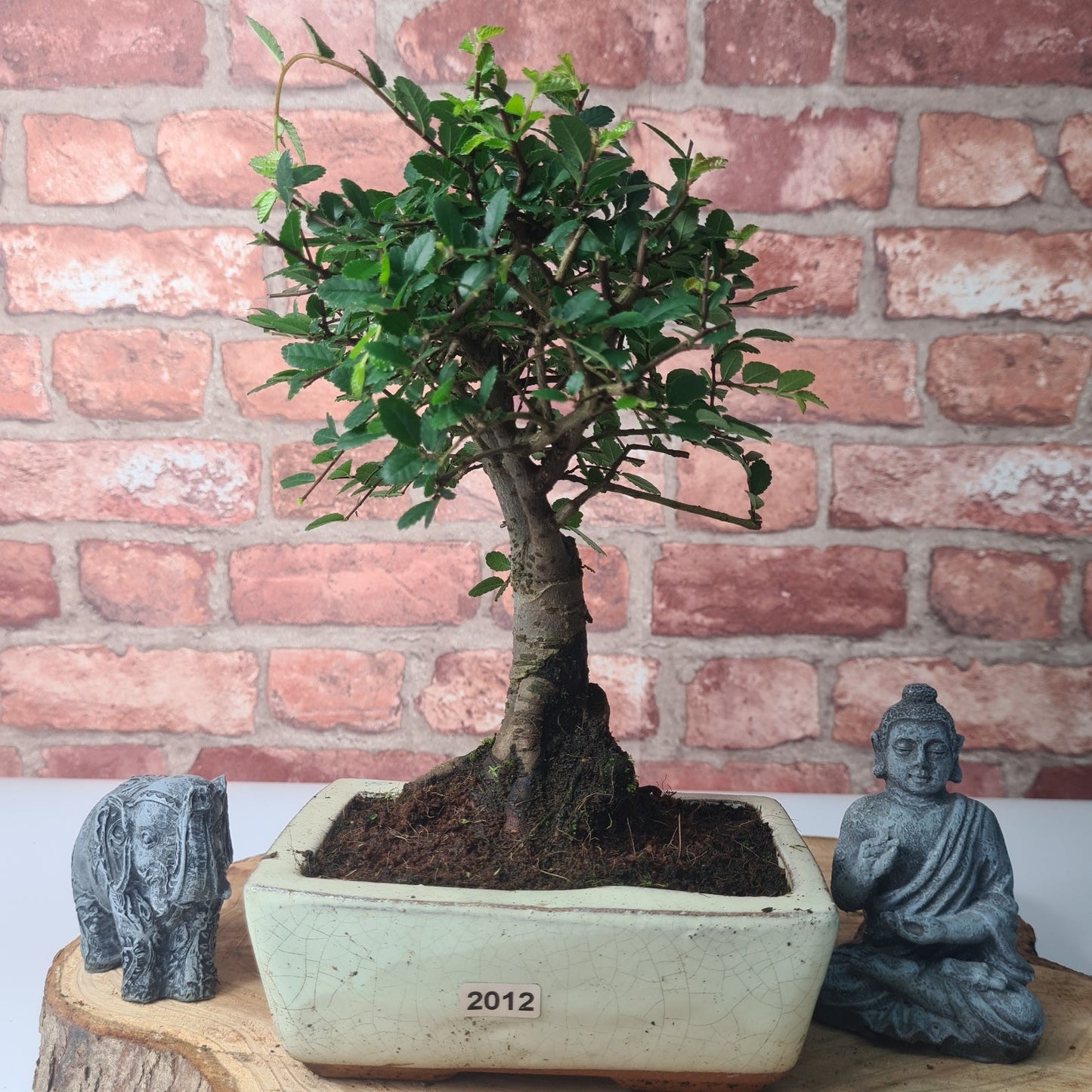 Chinese Elm Bonsai Tree - Bonsai Ulmus Parvifolia In 15cm Pot
