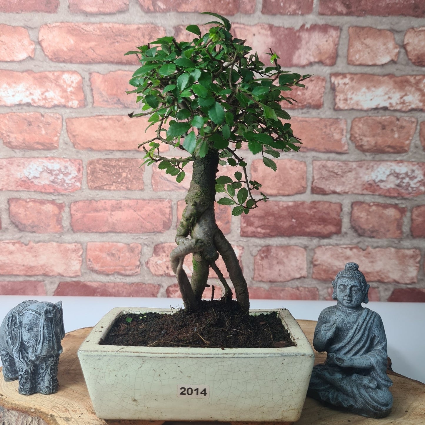 Chinese Elm Bonsai Tree - Bonsai Ulmus Parvifolia In 15cm Pot