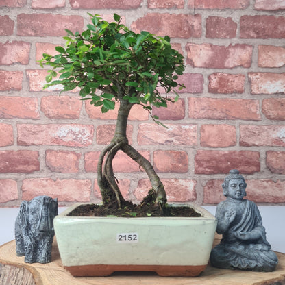 Chinese Elm Bonsai Tree - Bonsai Ulmus Parvifolia In 15cm Pot