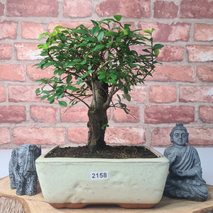 Chinese Elm Bonsai Tree - Bonsai Ulmus Parvifolia In 15cm Pot