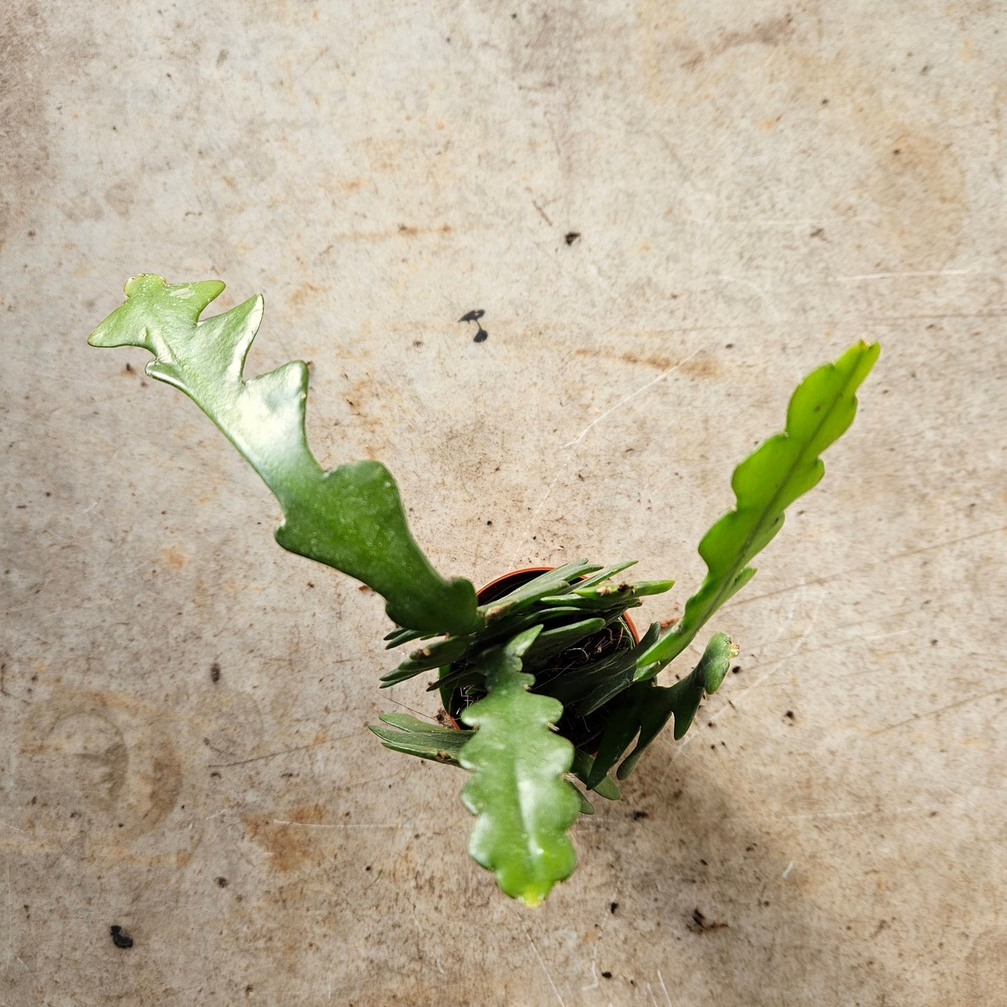 Disocactus anguliger (Fishbone Cactus)