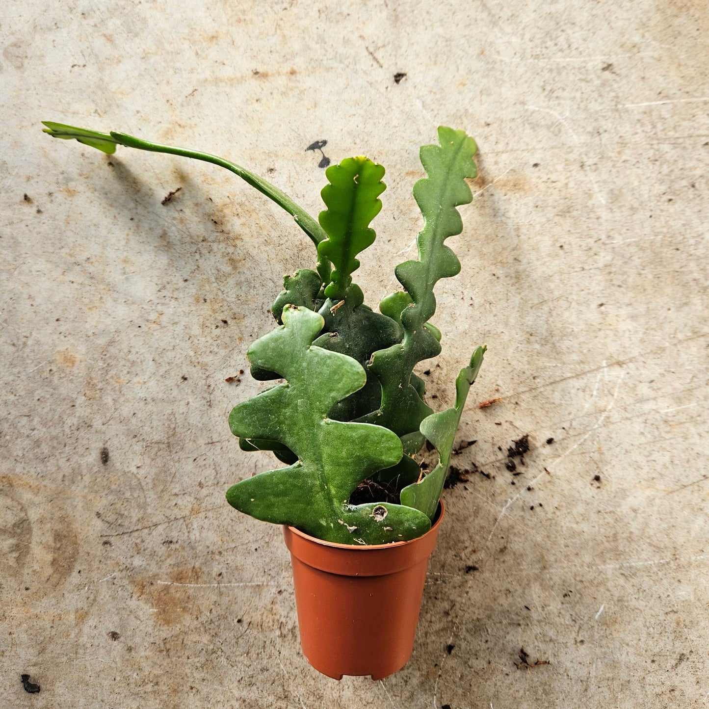 Disocactus anguliger (Fishbone Cactus)