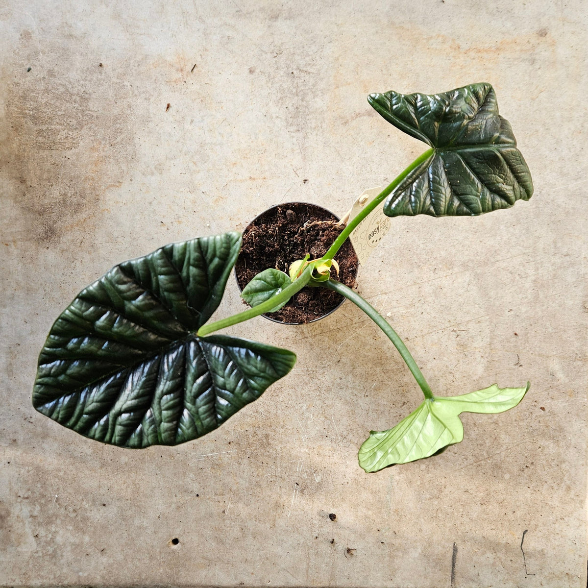 Alocasia Sinuata 'Quilted Dreams'