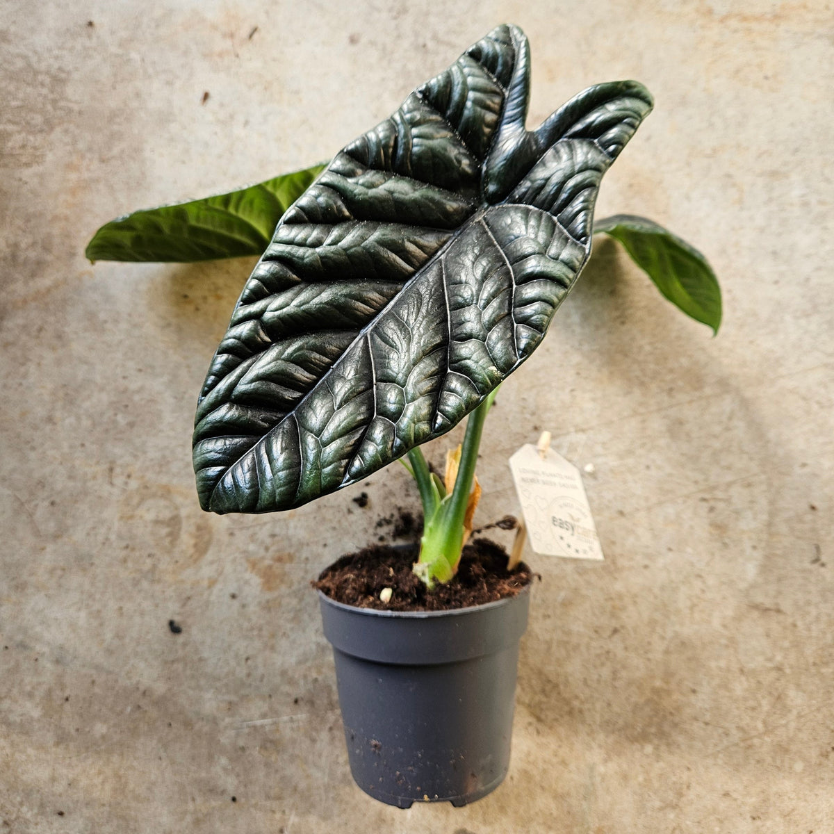 Alocasia Sinuata 'Quilted Dreams'