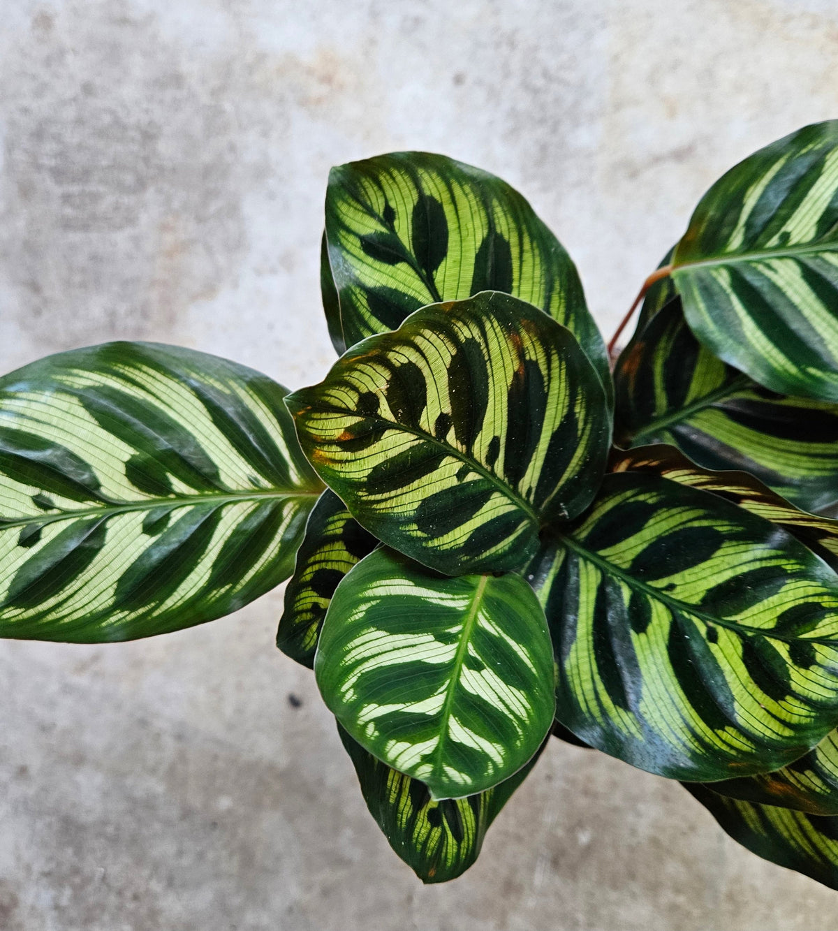 Calathea makoyana (Peacock plant)