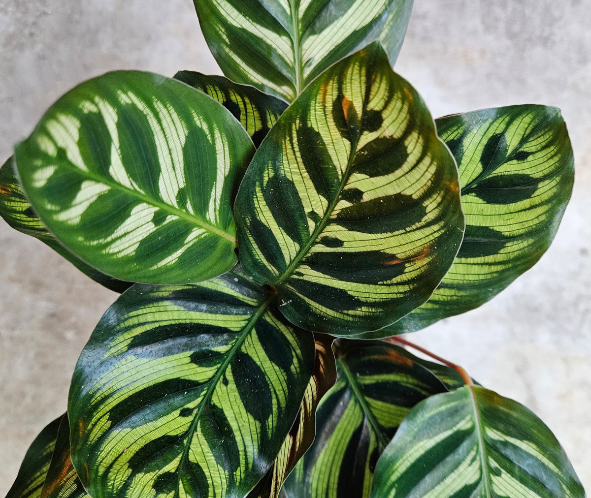 Calathea makoyana (Peacock plant)
