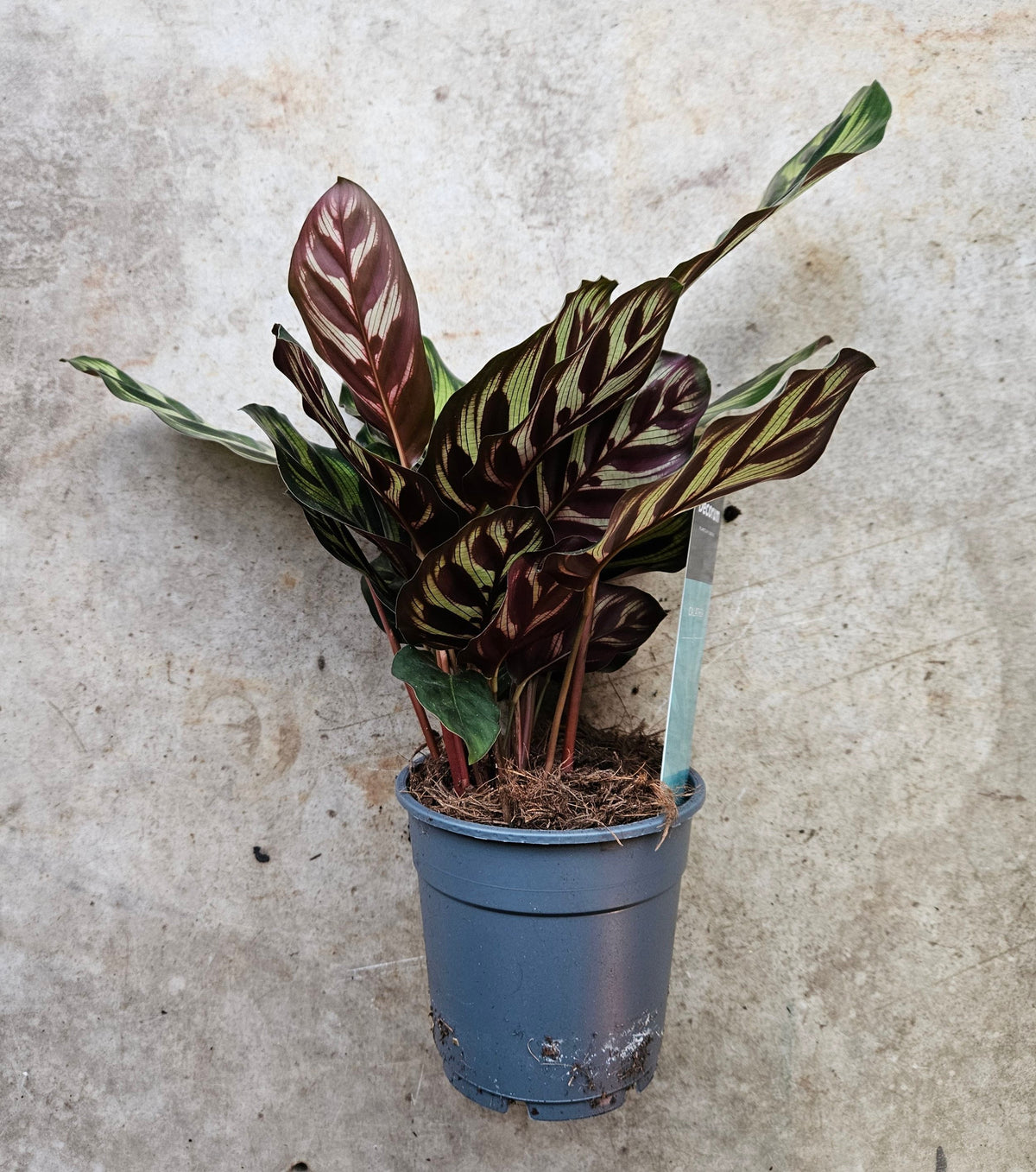 Calathea makoyana (Peacock plant)