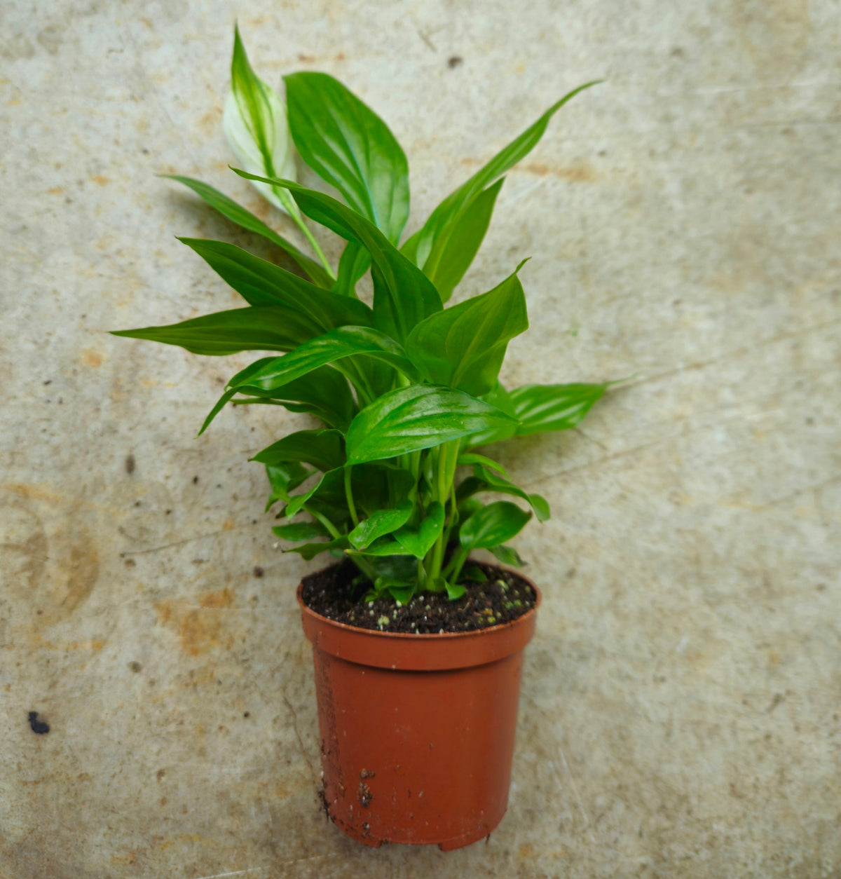 Spathiphyllum 'Pearl Cupido' (Peace Lily)