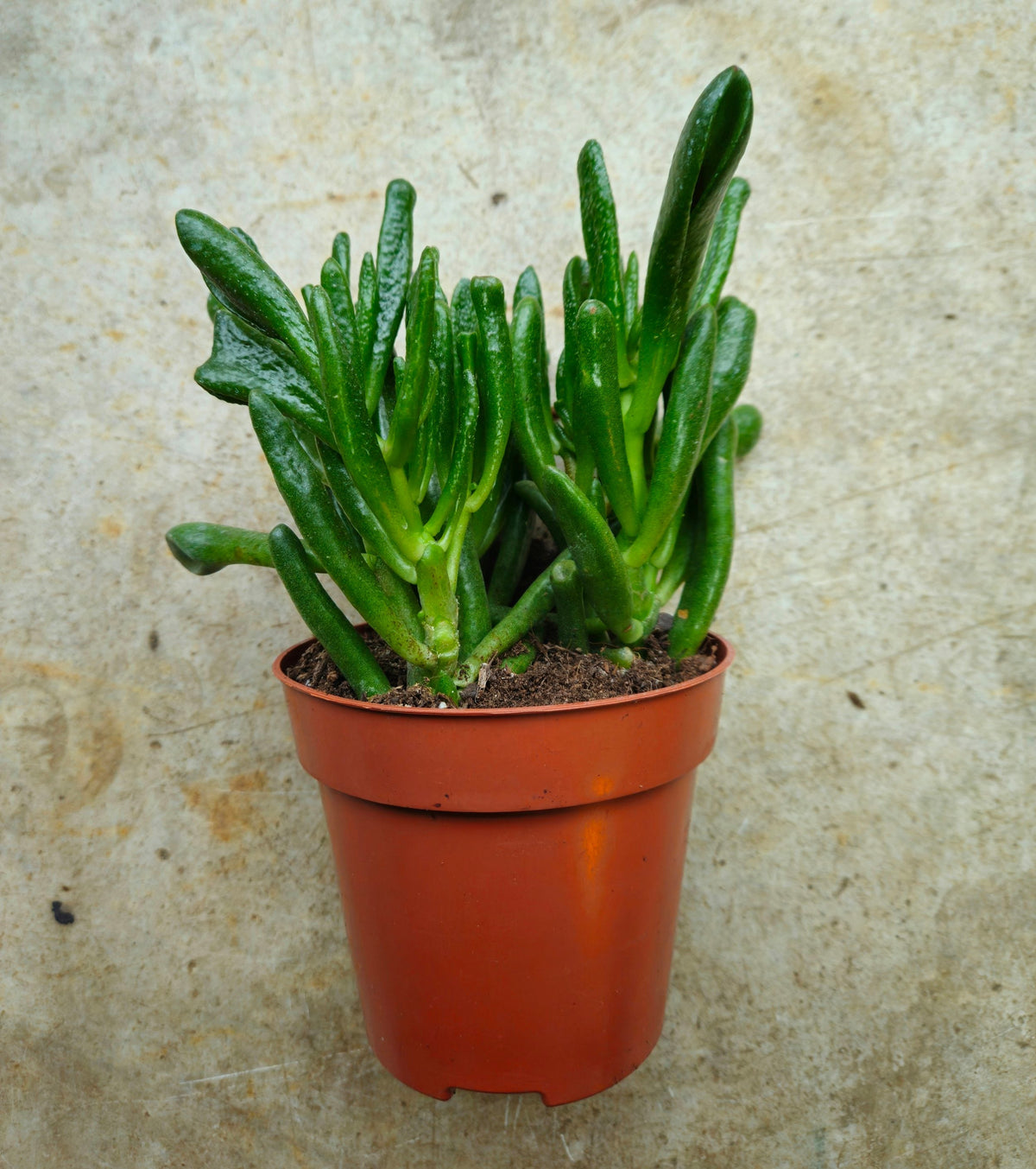 Crassula ovata 'Gollum' (Jade plant)