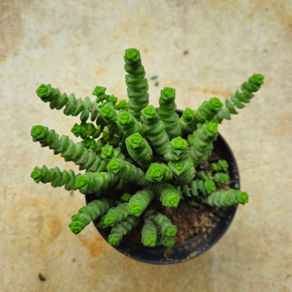 Crassula marnieriana (Jade Necklace)