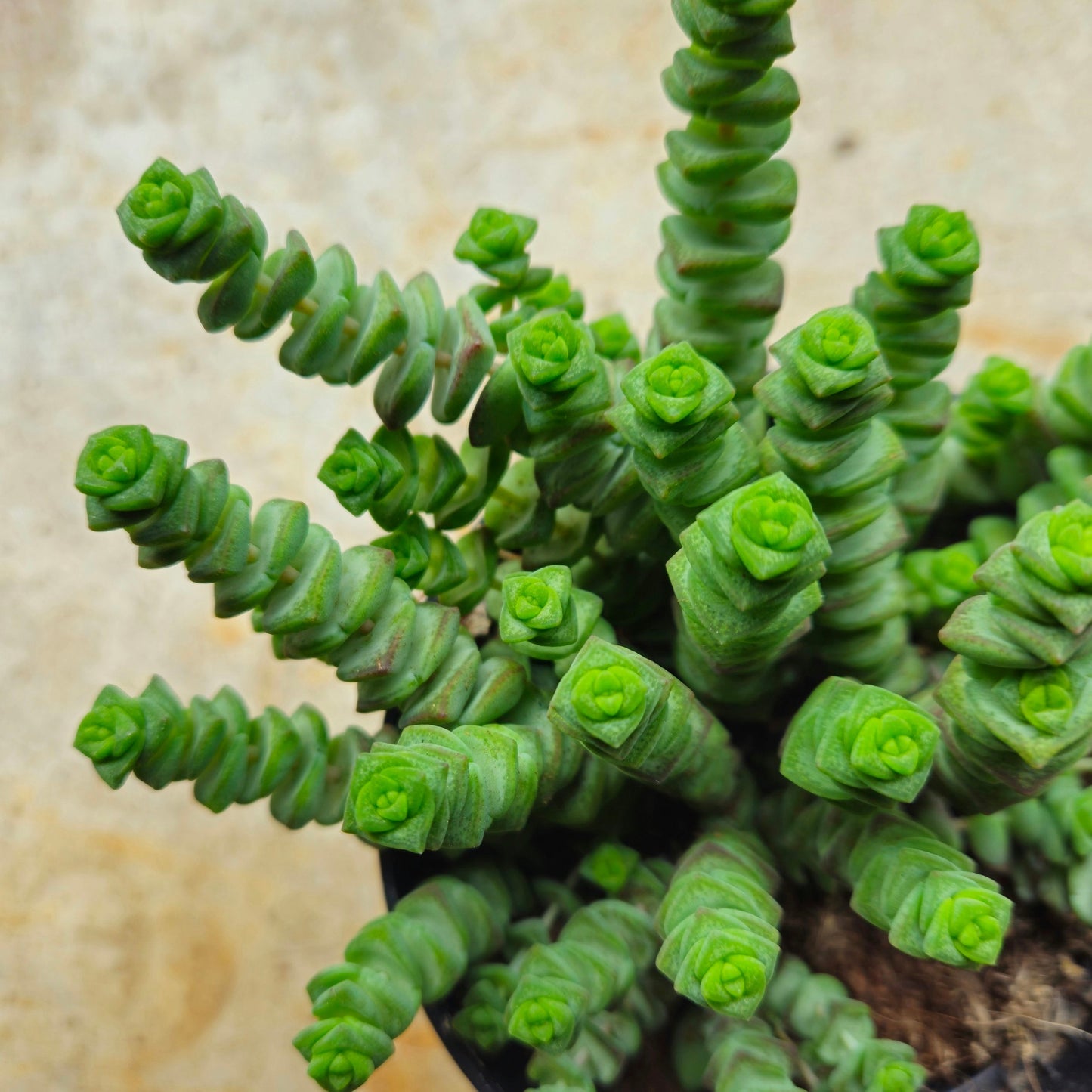 Crassula marnieriana (Jade Necklace)