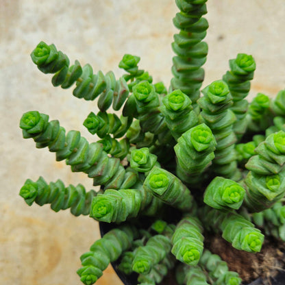 Crassula marnieriana (Jade Necklace)