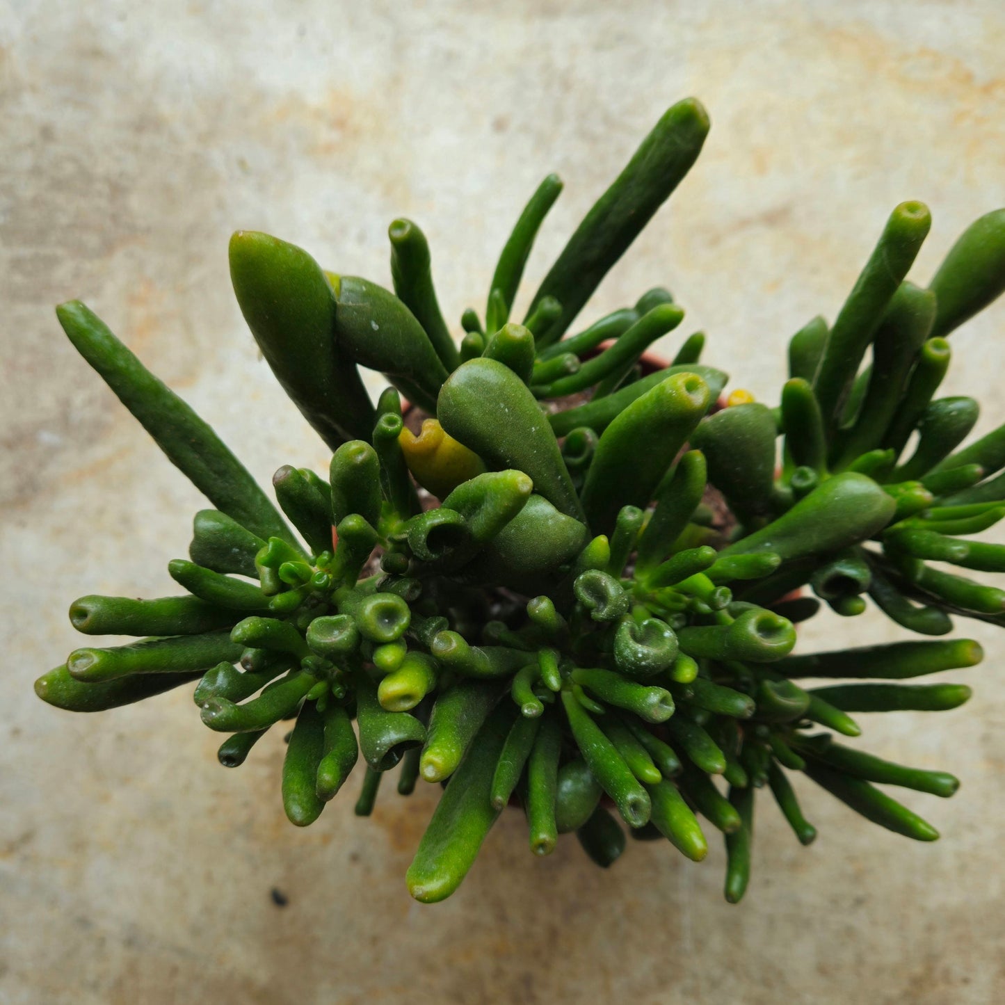 Crassula ovata 'Gollum' (Jade plant)