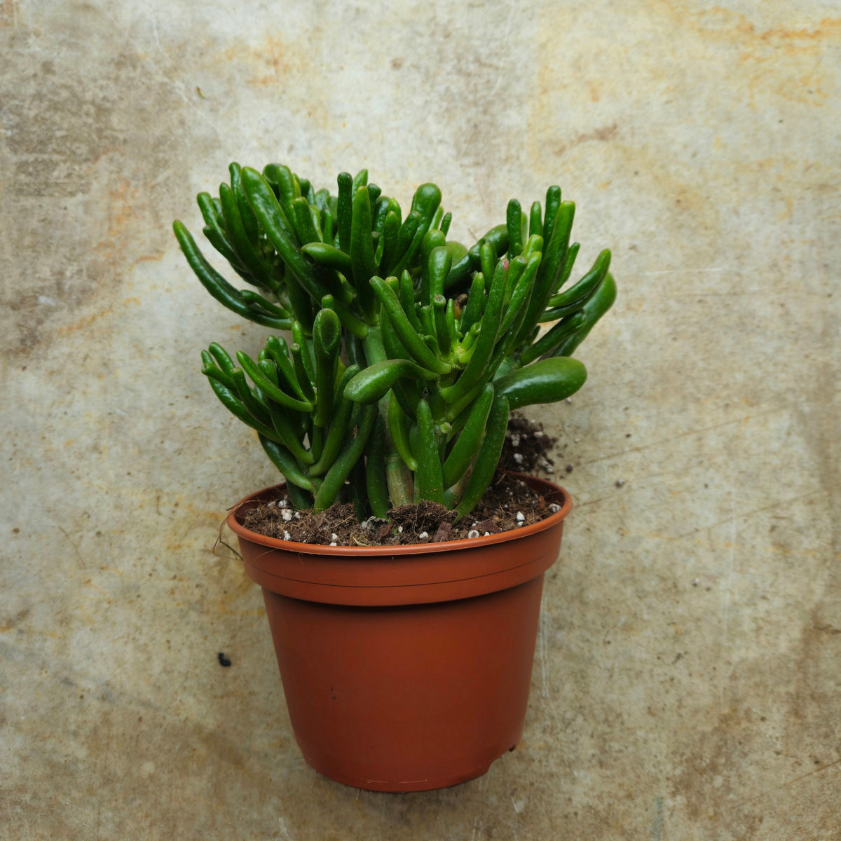 Crassula ovata 'Gollum' (Jade plant)