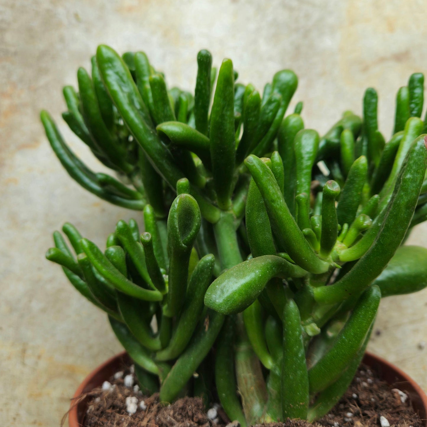 Crassula ovata 'Gollum' (Jade plant)