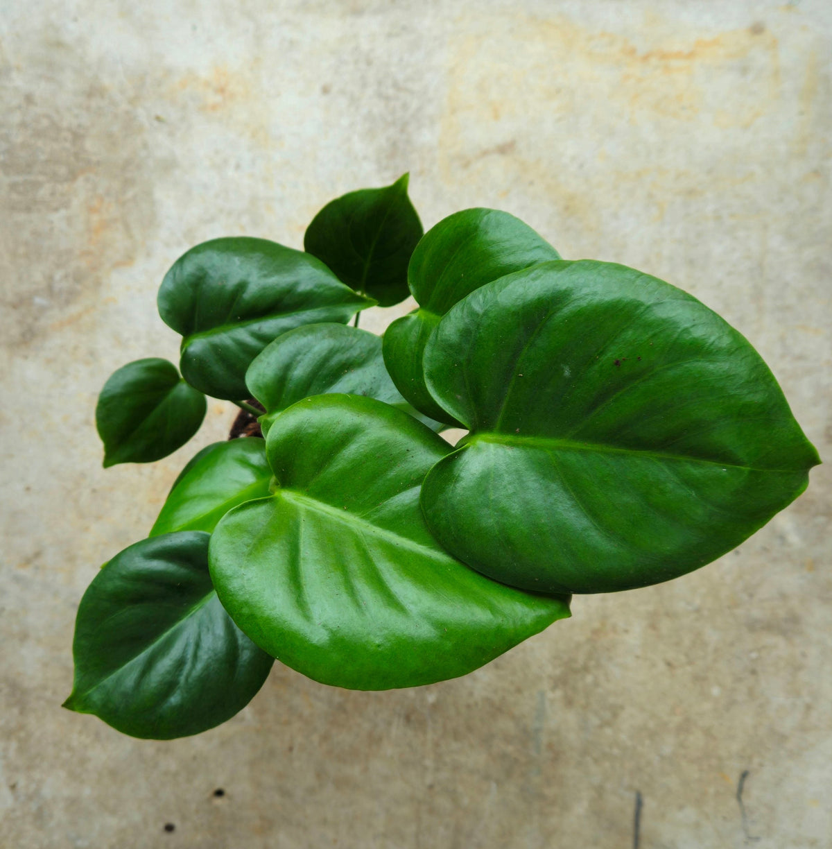 Monstera deliciosa (Swiss Cheese Plant)