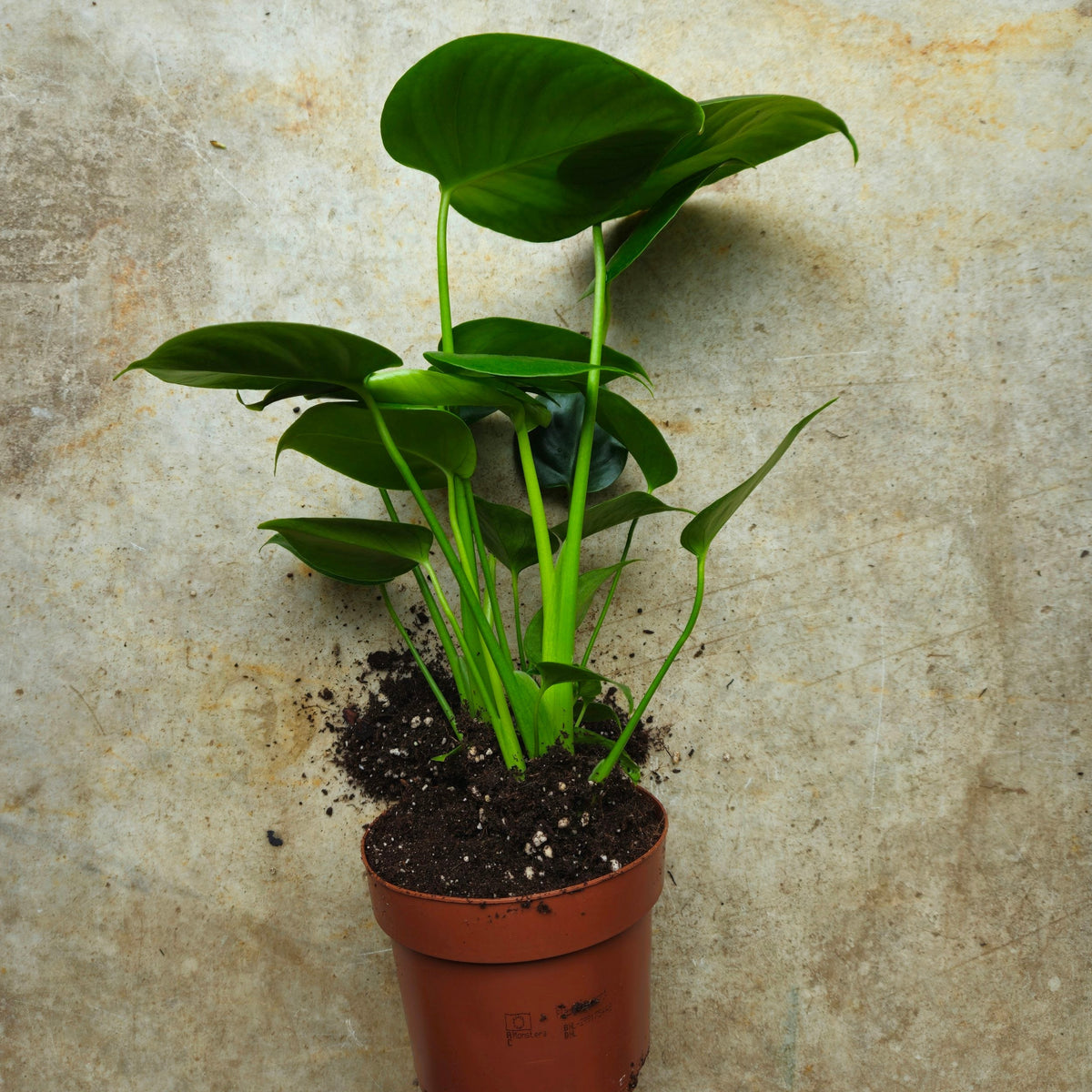 Monstera deliciosa (Swiss Cheese Plant)