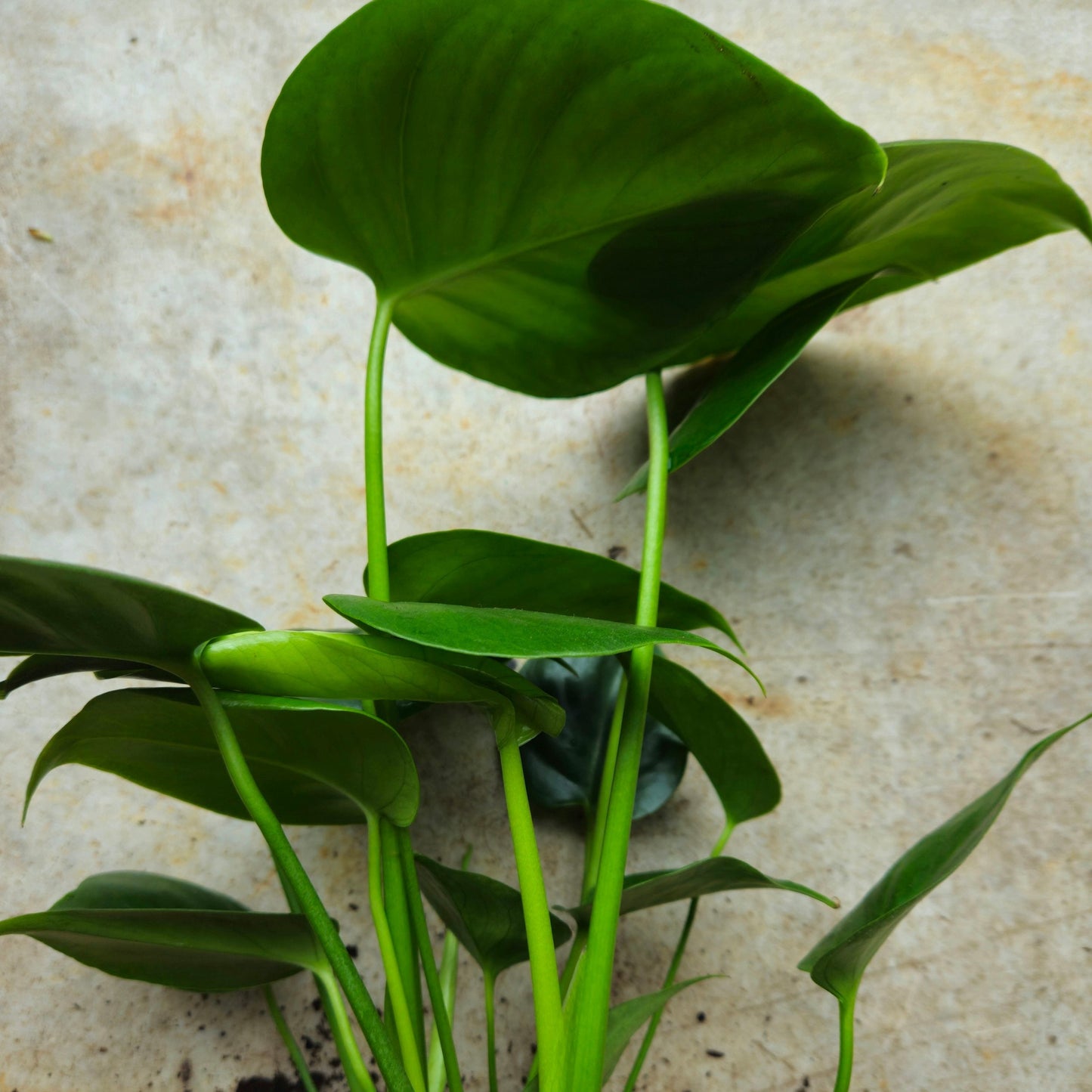 Monstera deliciosa (Swiss Cheese Plant)