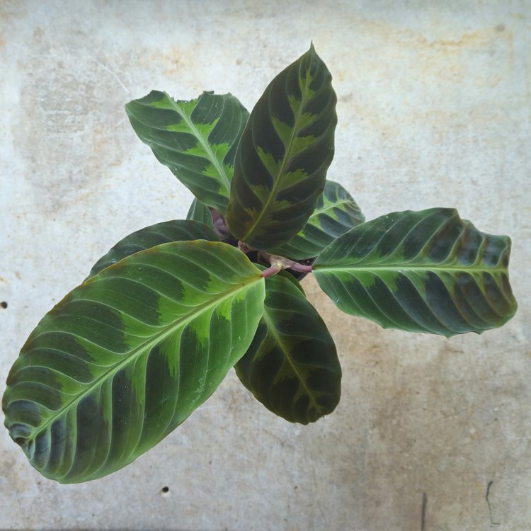 Calathea warscewiczii (Prayer Plant)