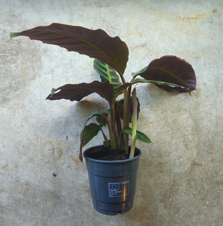 Calathea warscewiczii (Prayer Plant)