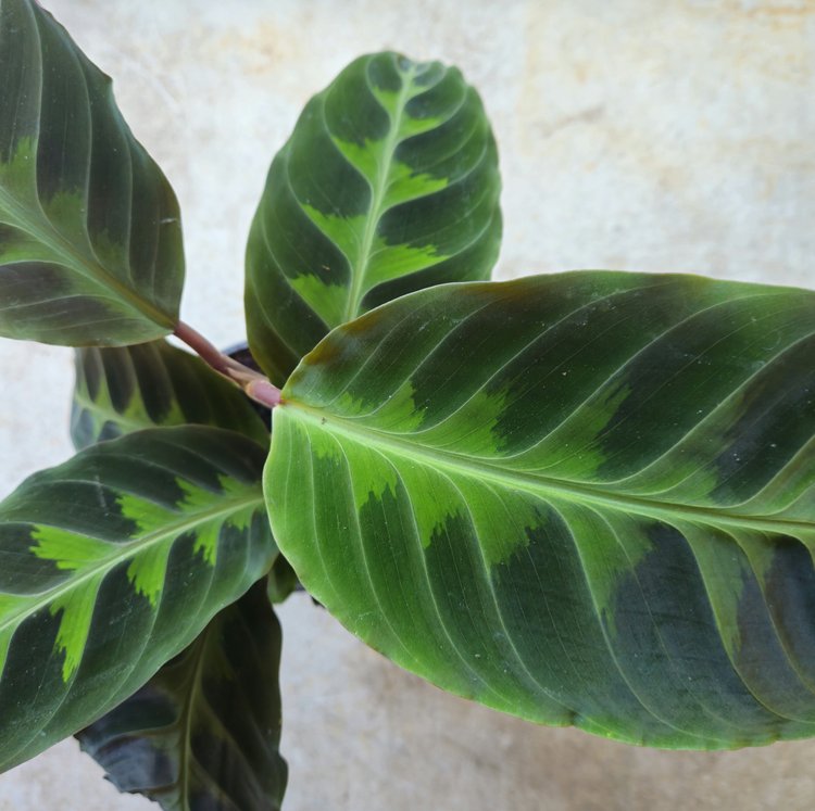 Calathea warscewiczii (Prayer Plant)