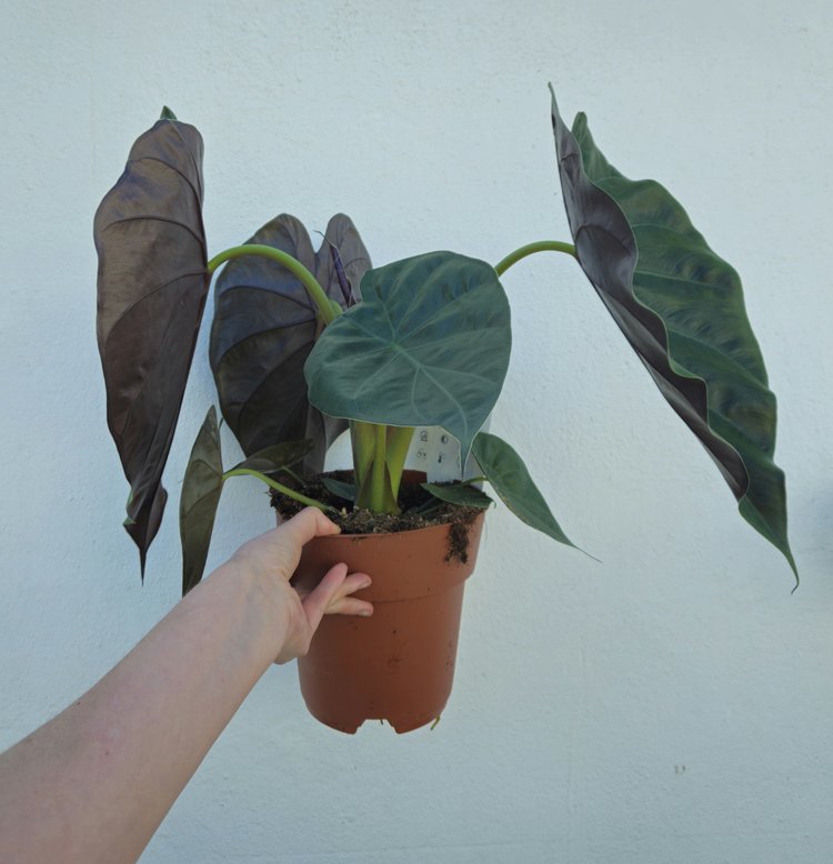 Alocasia wentii