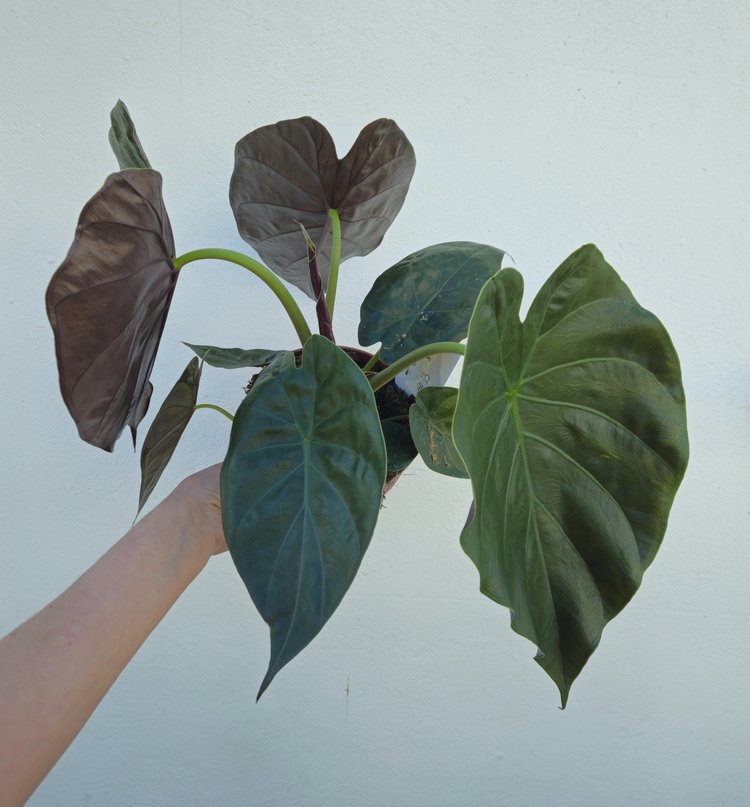 Alocasia wentii