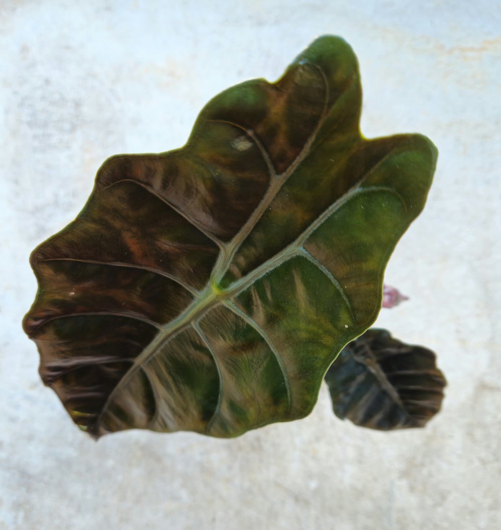 Alocasia 'chantieri'