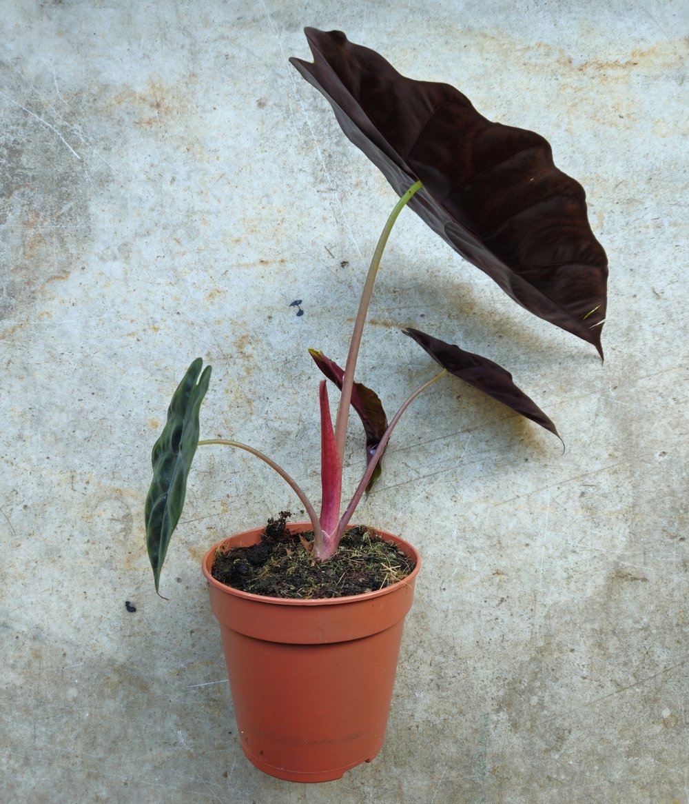 Alocasia 'chantieri'