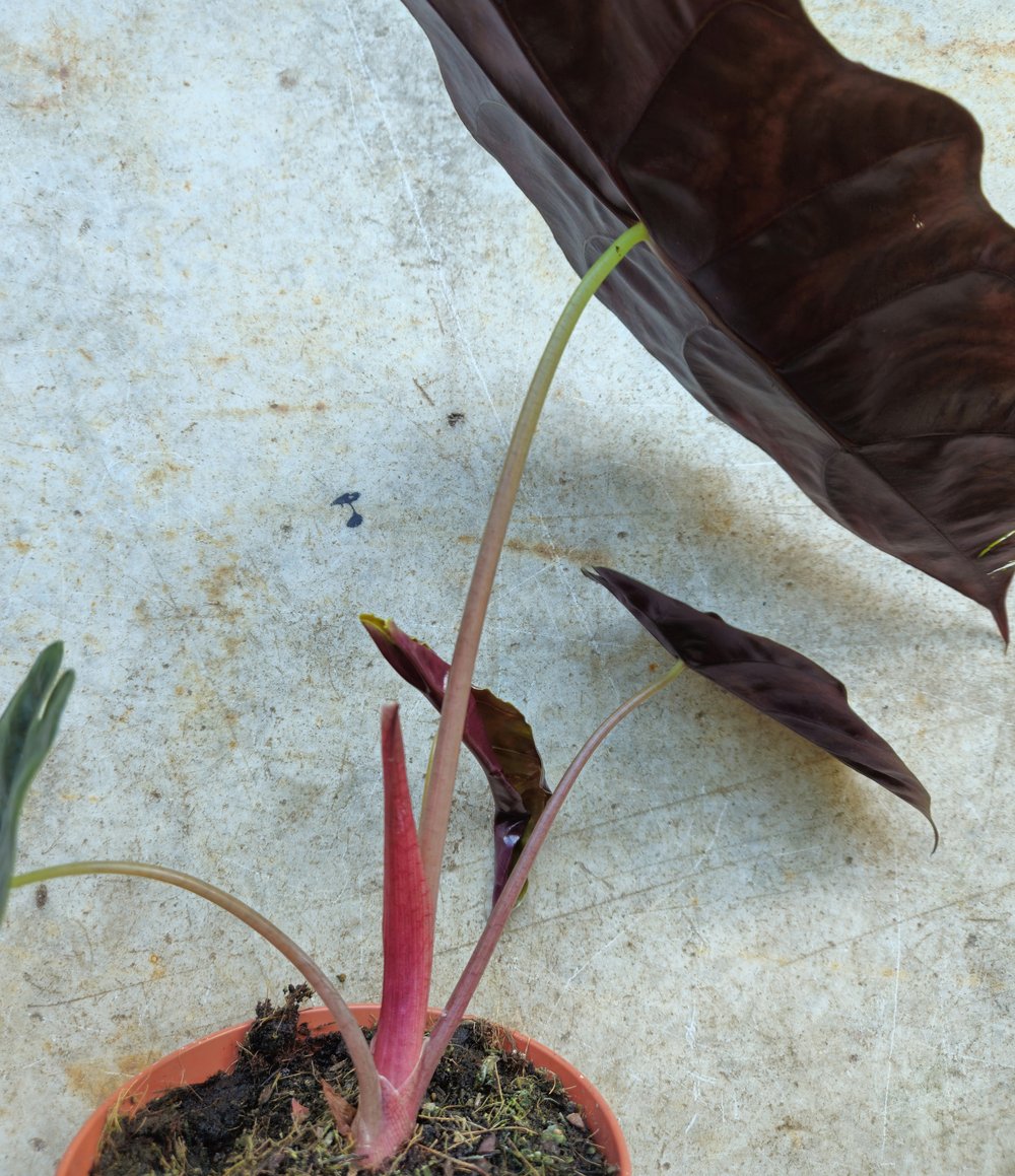 Alocasia 'chantieri'