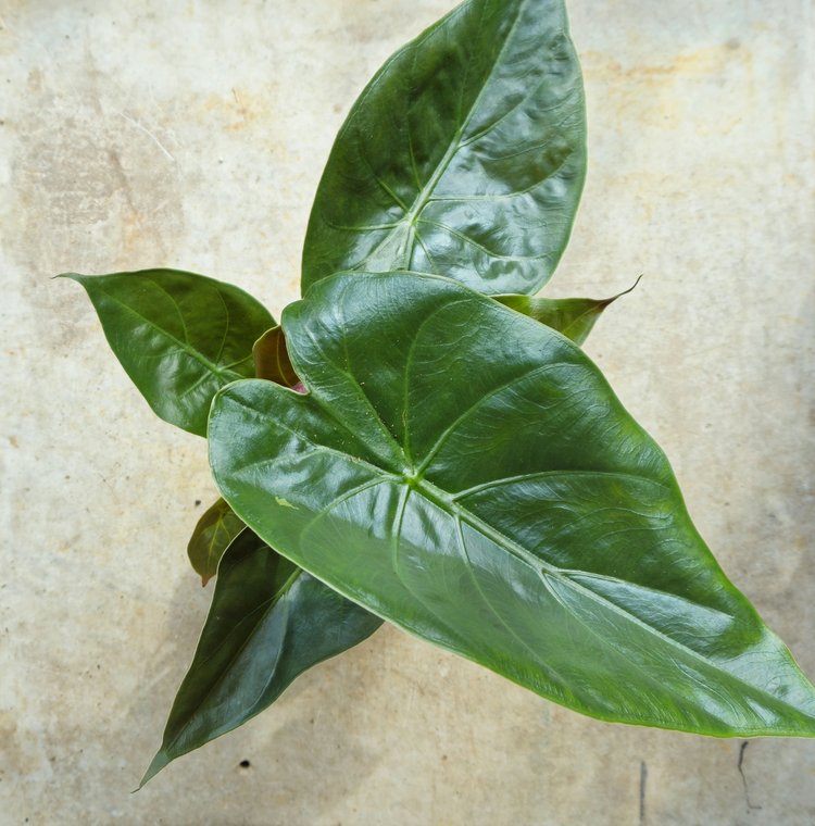 Alocasia wentii