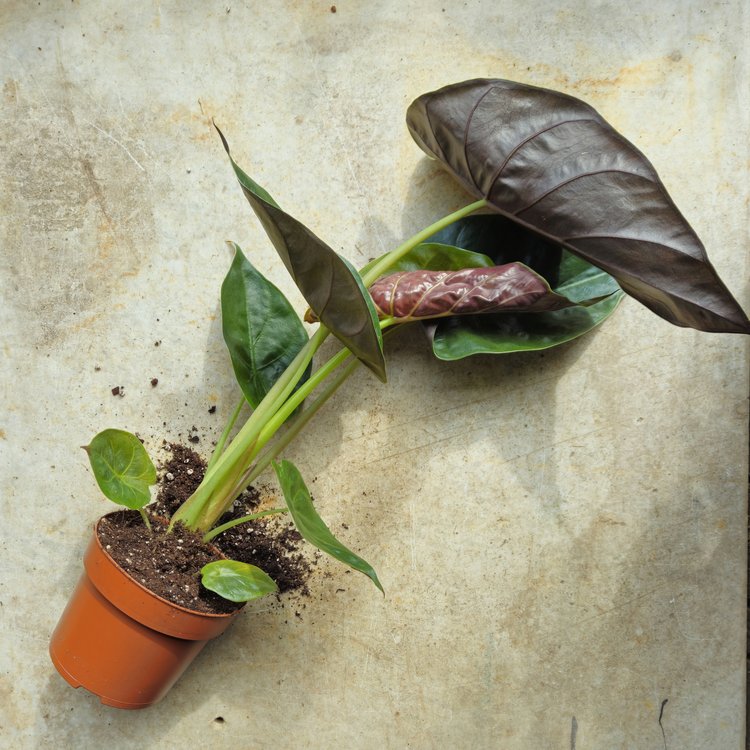 Alocasia wentii