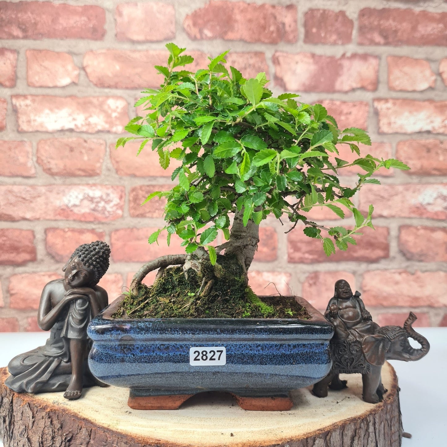 Chinese Elm Bonsai Tree - Bonsai Ulmus Parvifolia In 15cm Pot