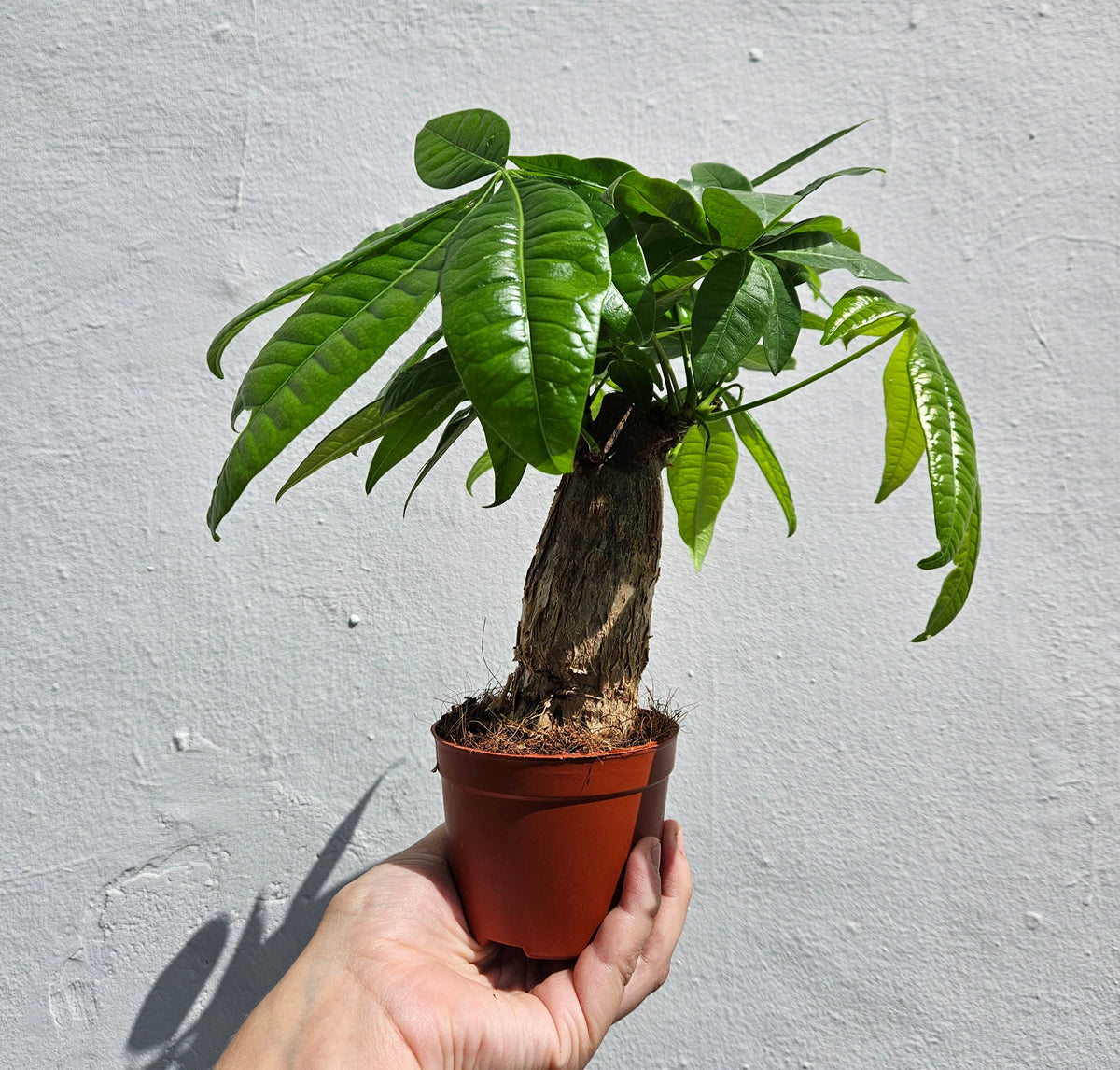 Pachira aquatica (Money Tree)