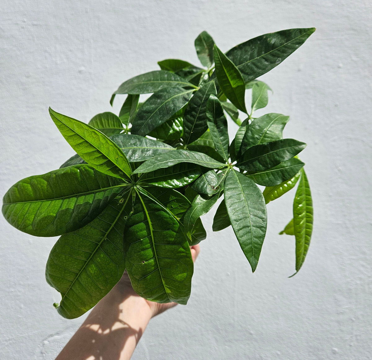 Pachira aquatica (Money Tree)