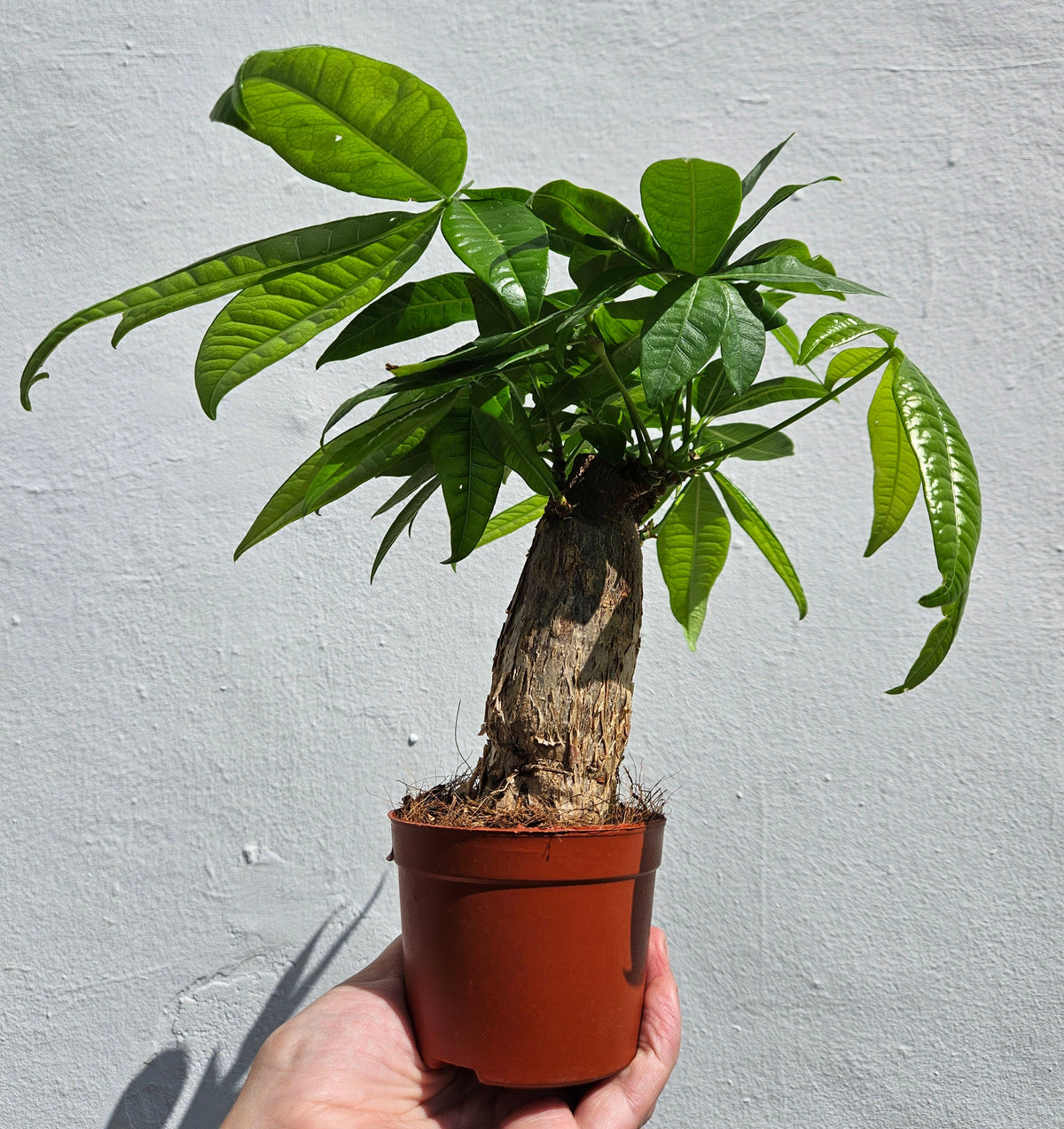 Pachira aquatica (Money Tree)