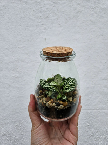 Small Closed Terrarium