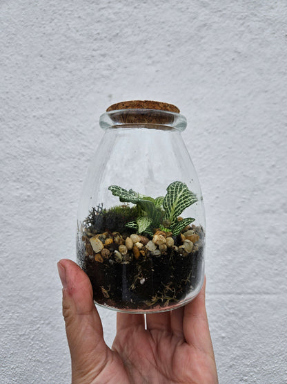 Small Closed Terrarium