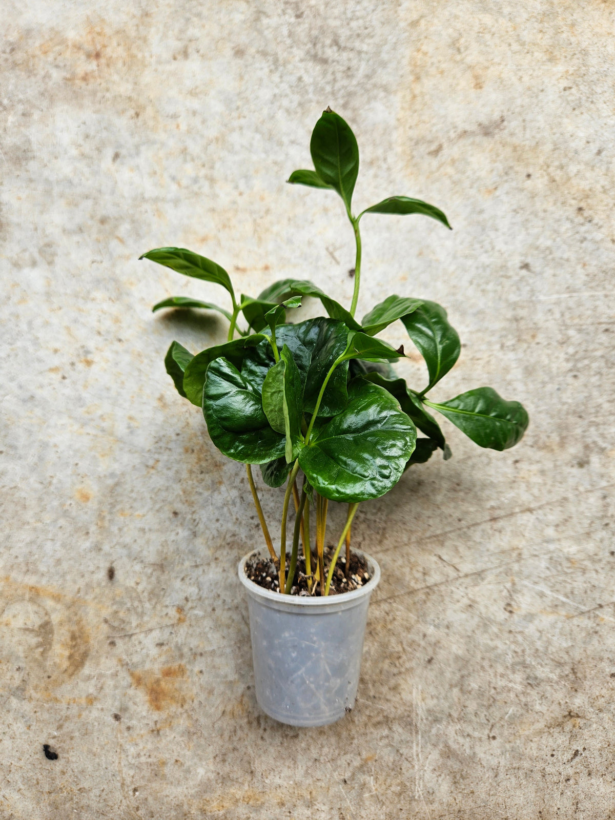 Coffee arabica (Coffee Plant)