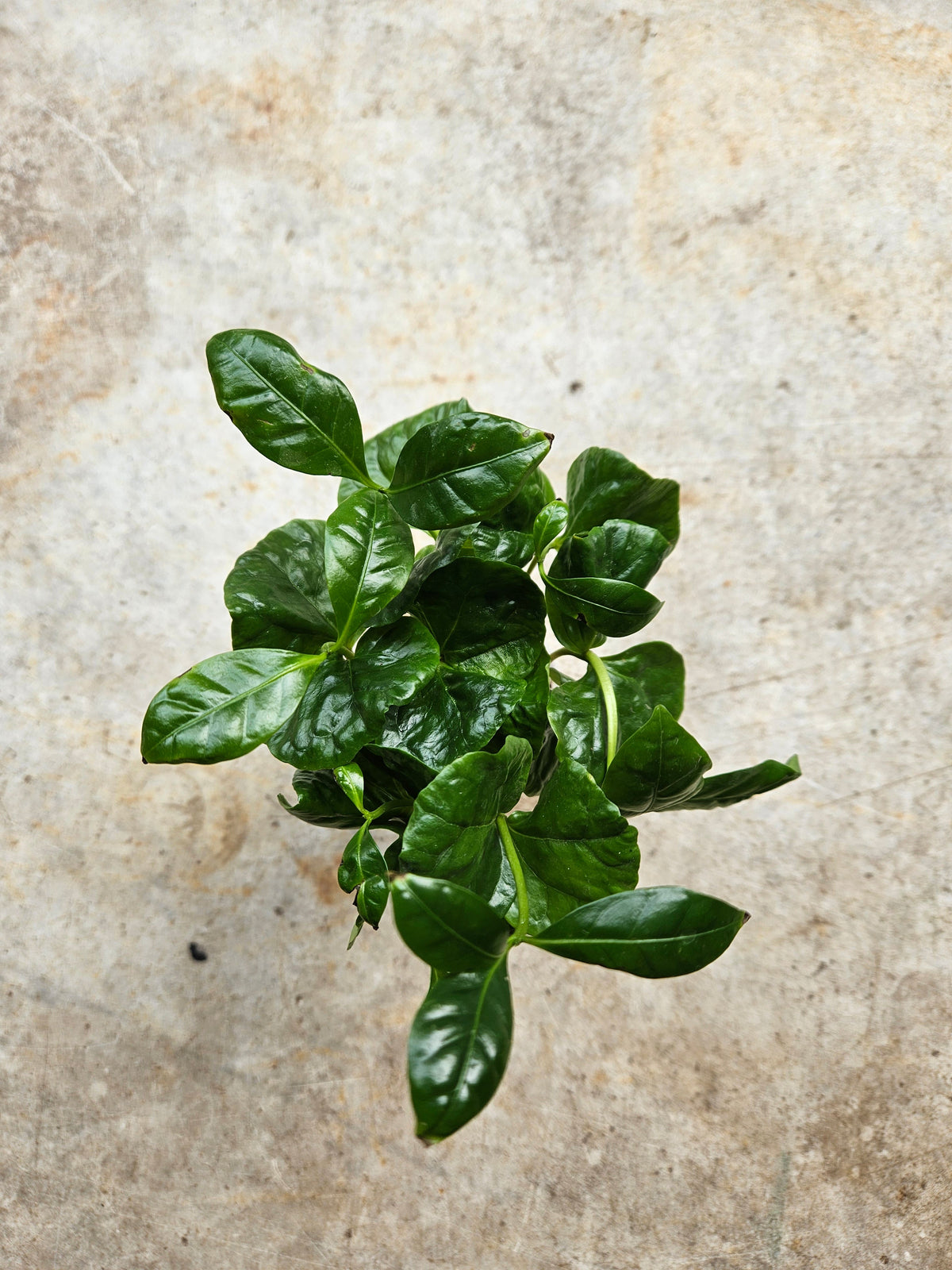 Coffee arabica (Coffee Plant)