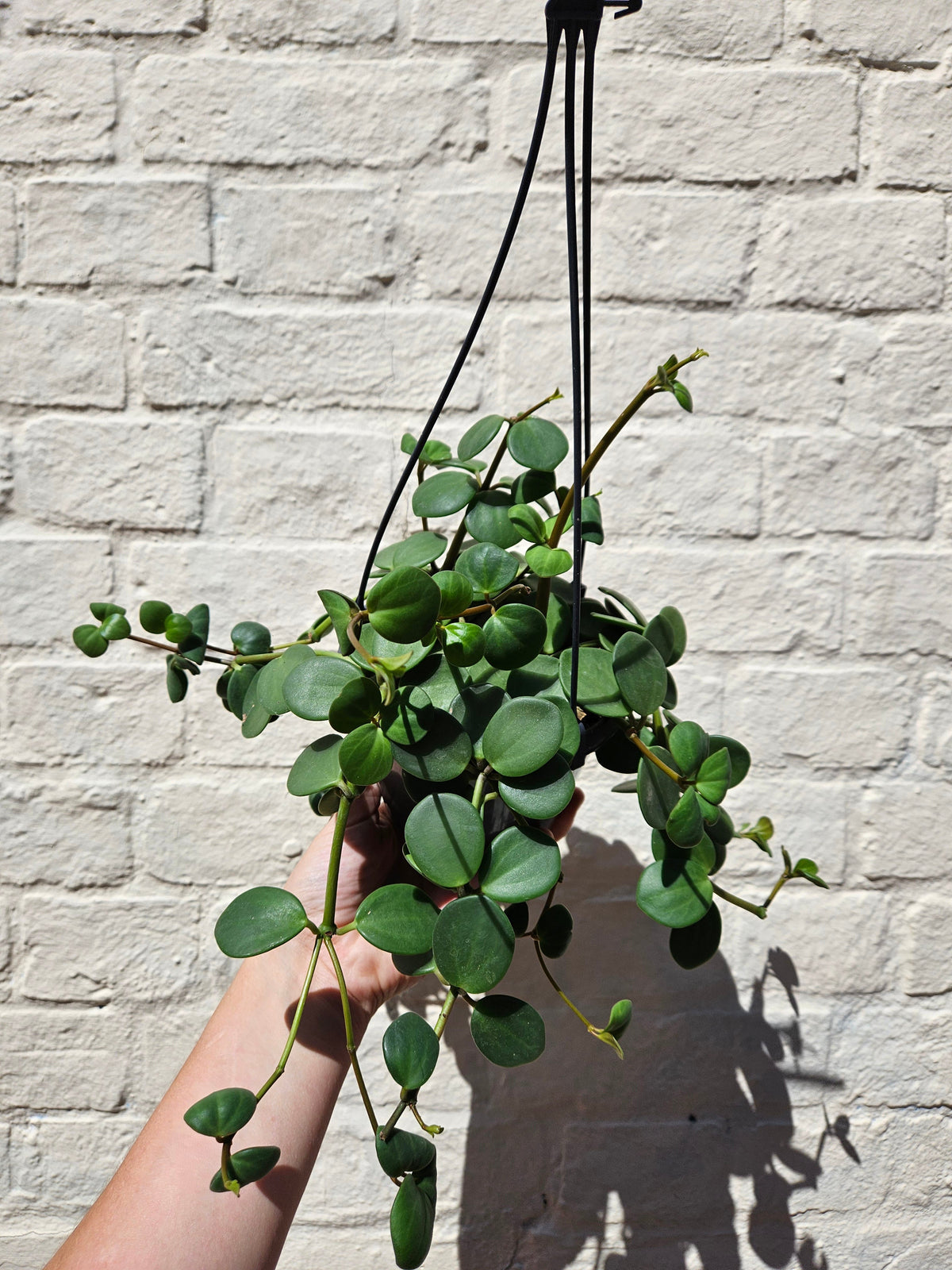 Peperomia Hope Plant - Peperomia Tetraphylla Houseplant