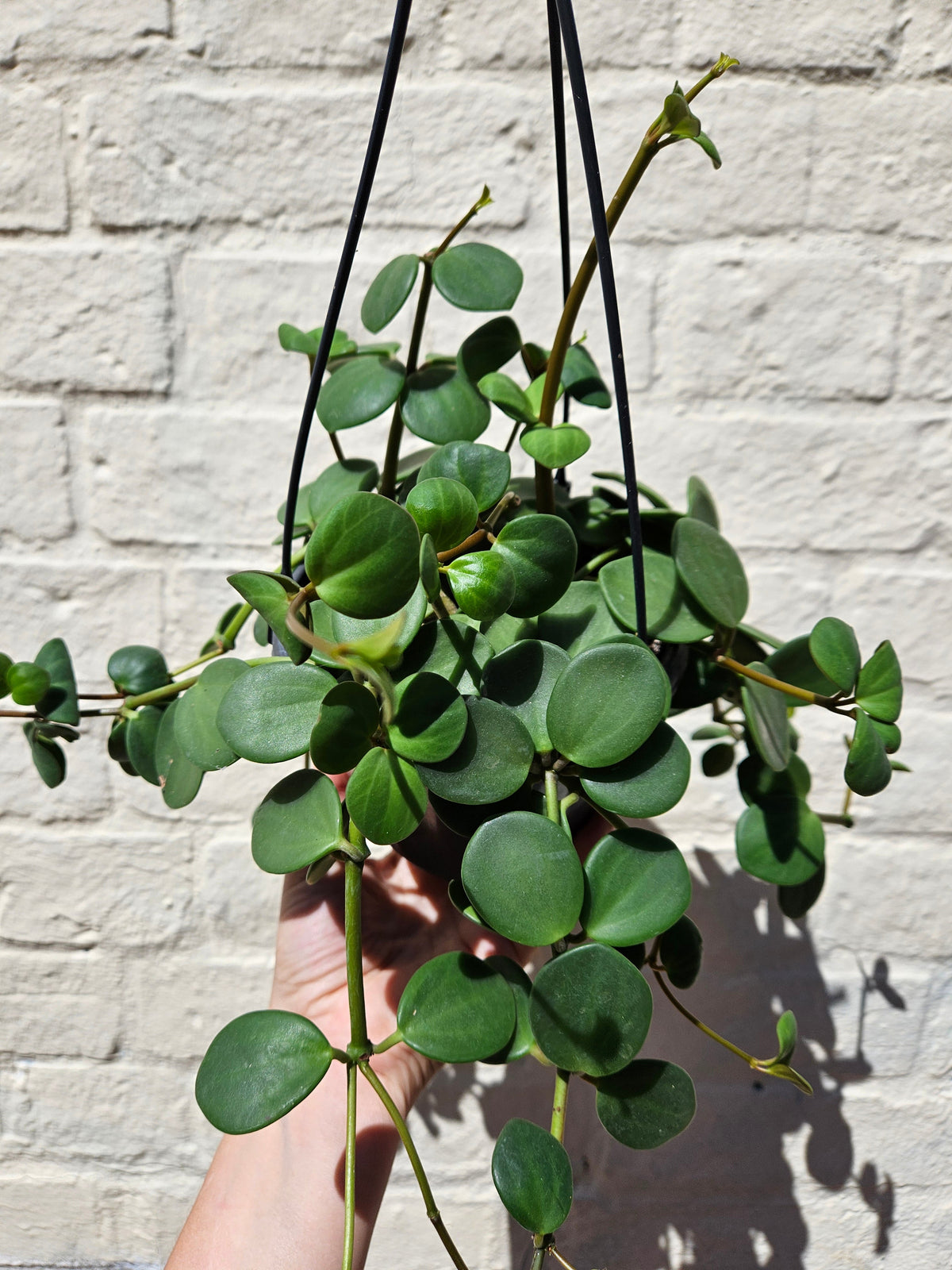 Peperomia Hope Plant - Peperomia Tetraphylla Houseplant
