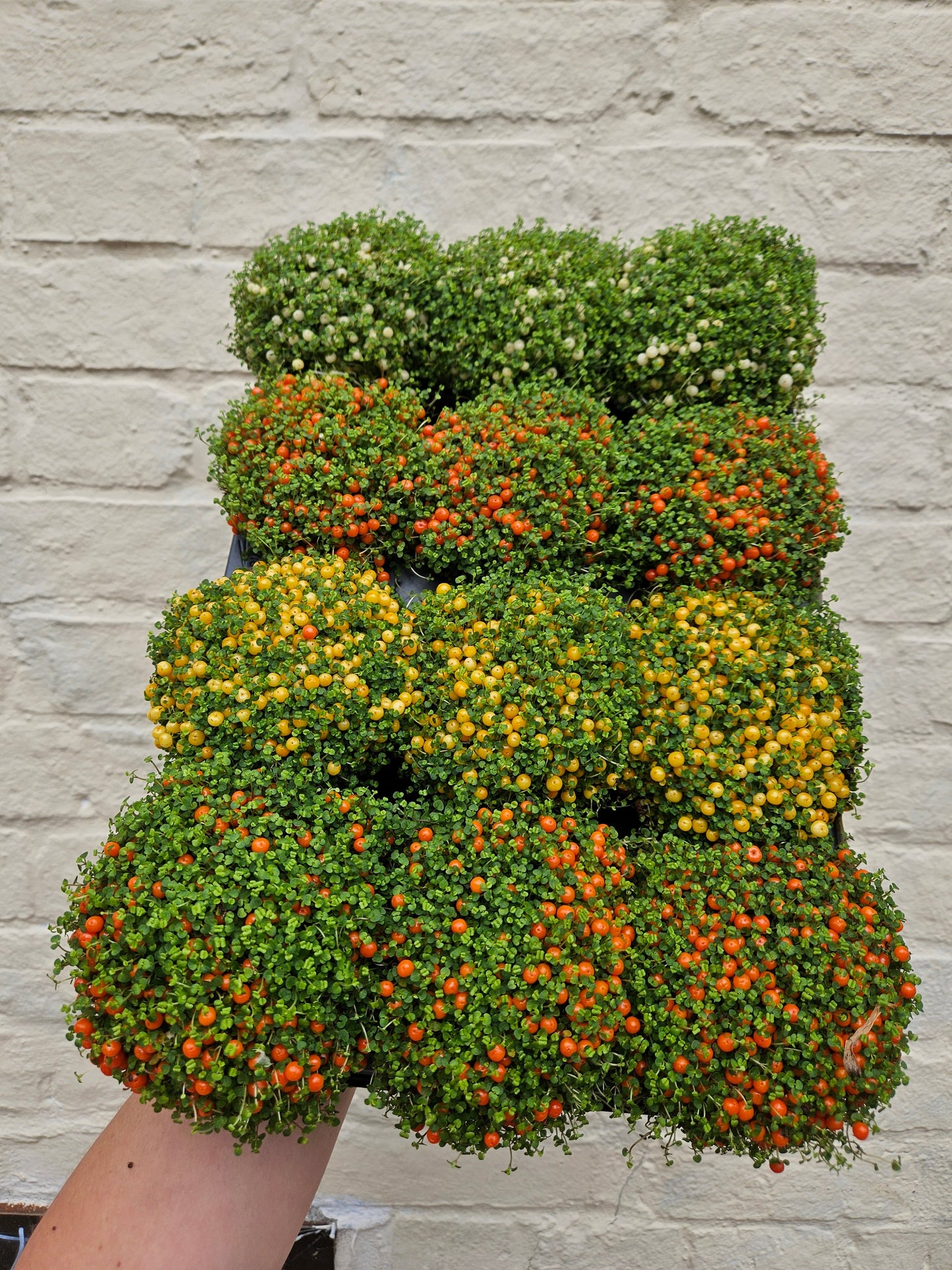 Nertera granadensis (Coral Bead Plant)